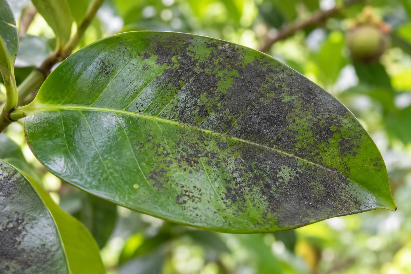 Illustrative dark superficial coating on an otherwise green mangosteen leaf