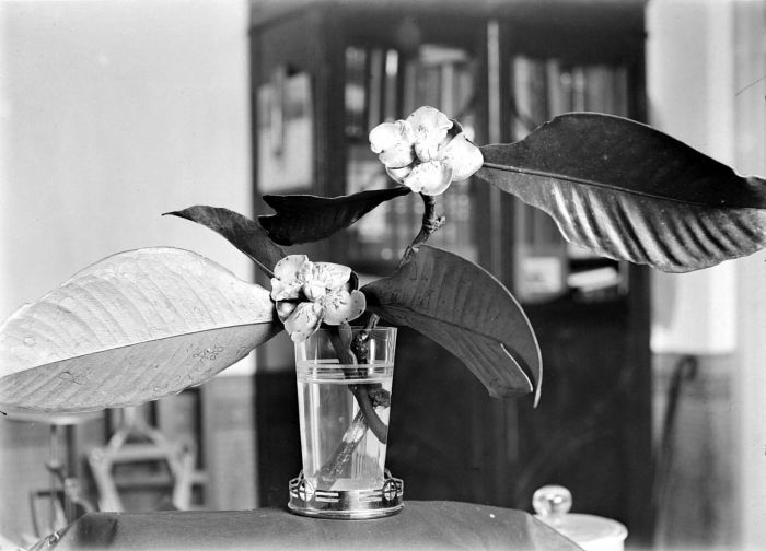 Archival photograph of a flowering mangosteen branch with two open flowers, 1913