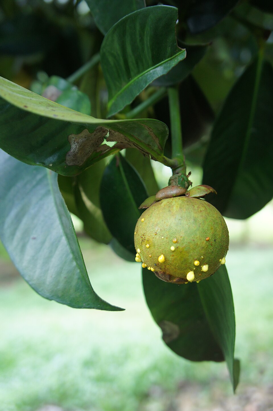 Immature green mangosteen fruit attached to a branch, photographed in Malaysia