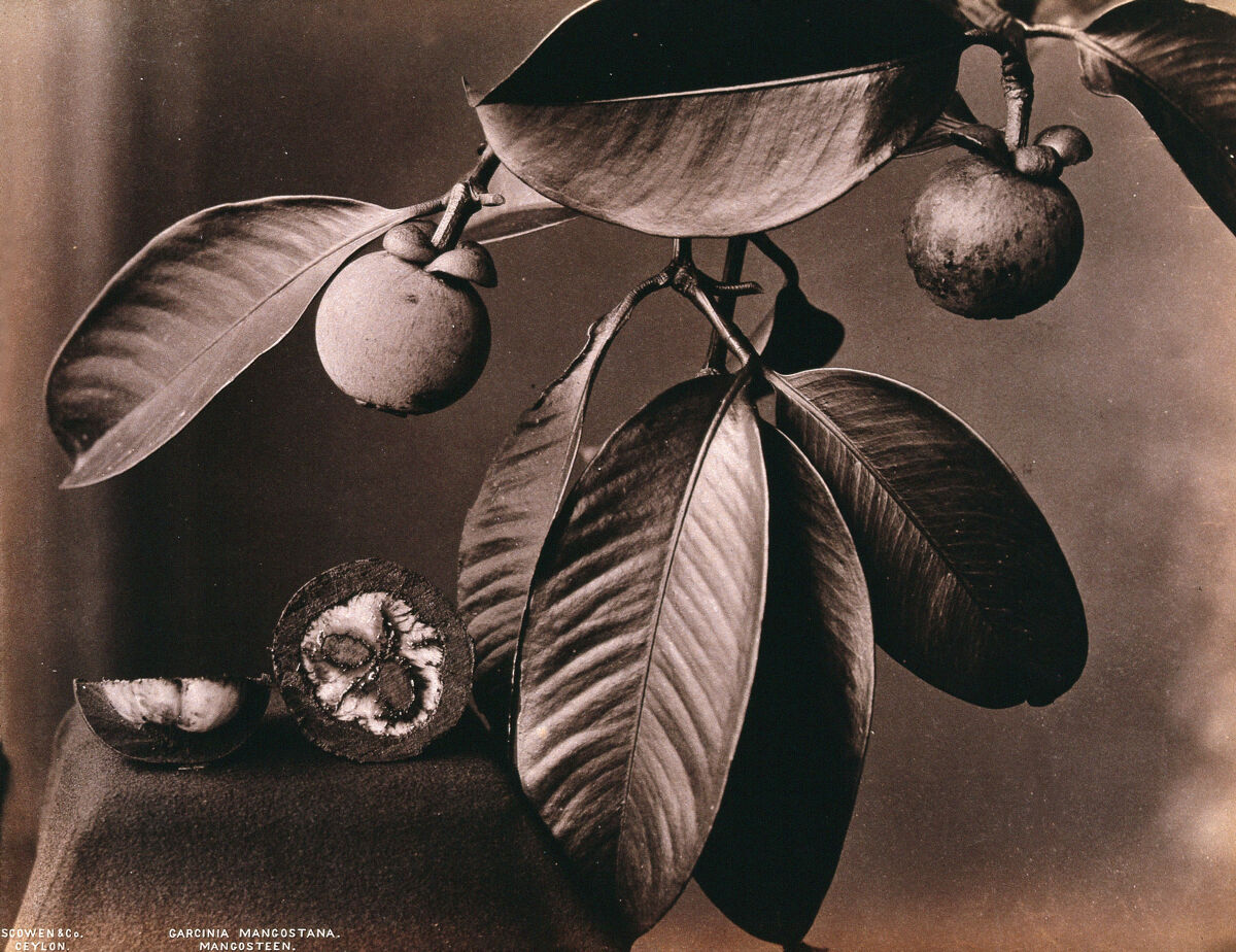 Historical photograph of a mangosteen branch and halved fruit by Charles T Scowen & Co.