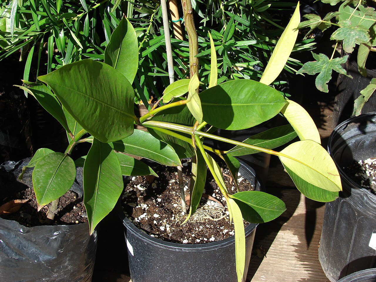 Photograph of paired mangosteen leaves showing glossy upper surfaces and paler undersides