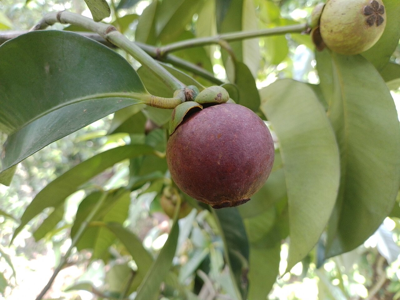 Deep purple mangosteen fruit growing among glossy green leaves