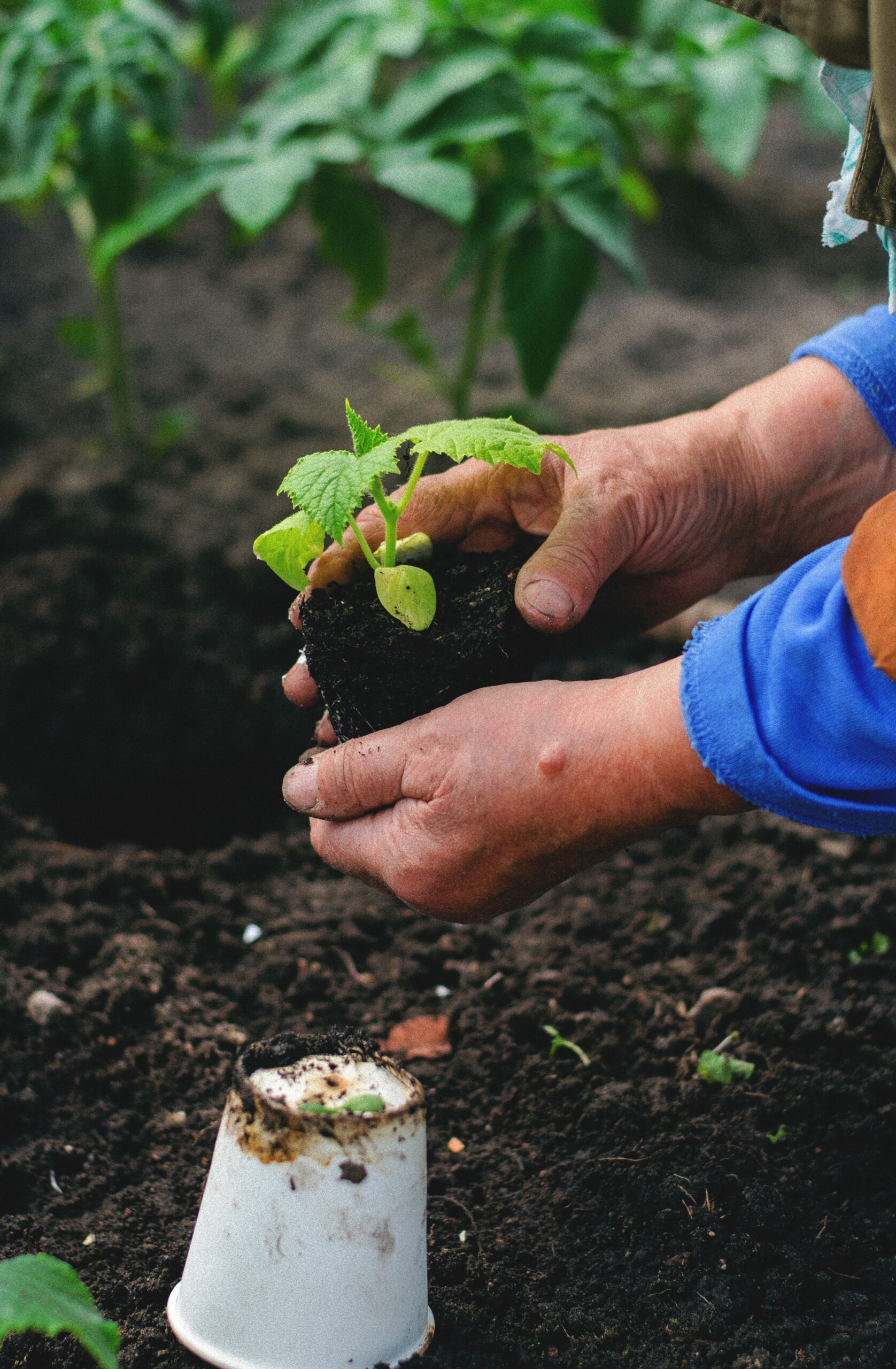 Real photograph of hands supporting a vegetable seedling’s intact root ball above a planting hole